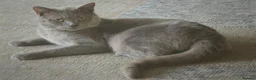 British Shorthair cats for sale: British Shorthair X Bengal (1yo) in Derby - Advert 18