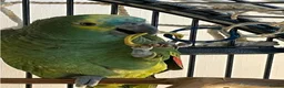 Parrots birds for sale: Blue Fronted Amazon in London - Advert 1