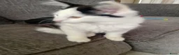 Mixed Breed cats for sale: Cute piebald kittens  - Advert 3