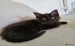 Maine Coon cats for sale: Two maine coon kittens for sale - Image 8