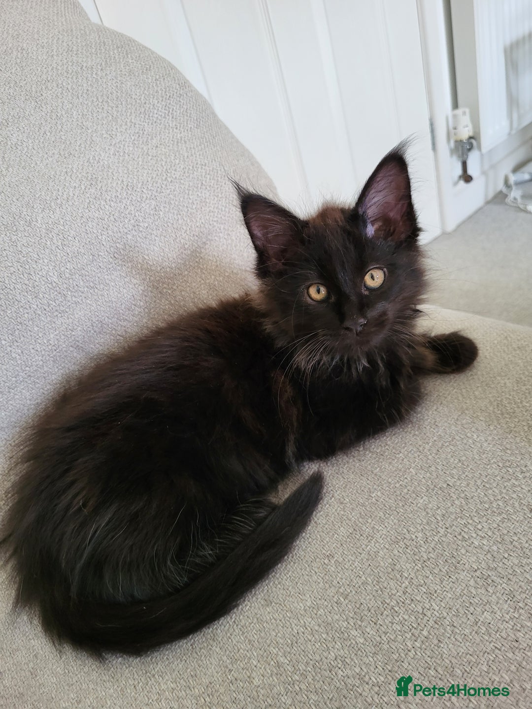 Maine Coon cats for sale: Two maine coon kittens for sale - Image 8