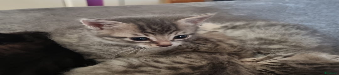 Maine Coon Kitten 5