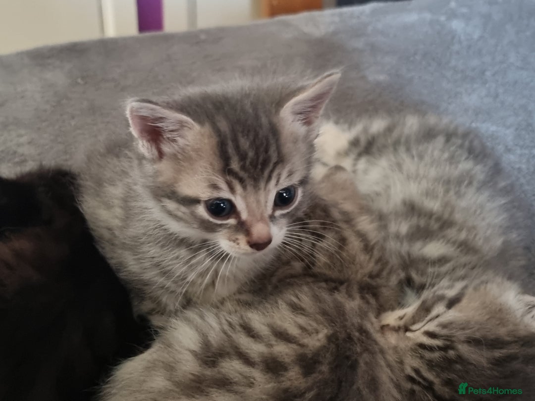 Maine Coon cats for sale: Main coon/ British short hair mix - Image 16