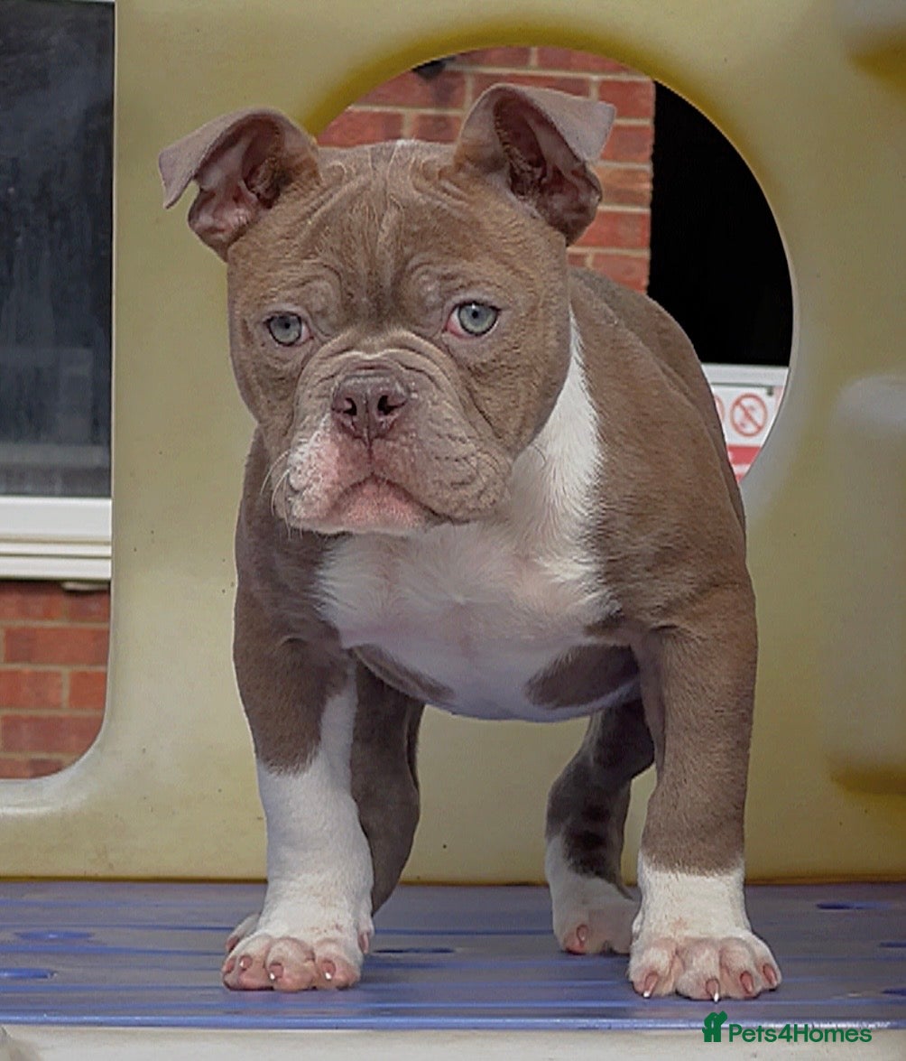 Old Tyme Bulldog dogs 23 years 5⭐️Rated Licensed professionals  - Advert 3