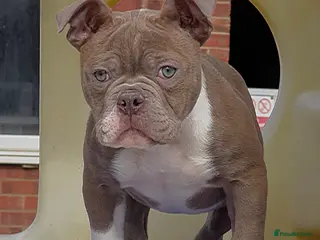 Old Tyme Bulldog dogs 23 years 5⭐️Rated Licensed professionals - Advert 3