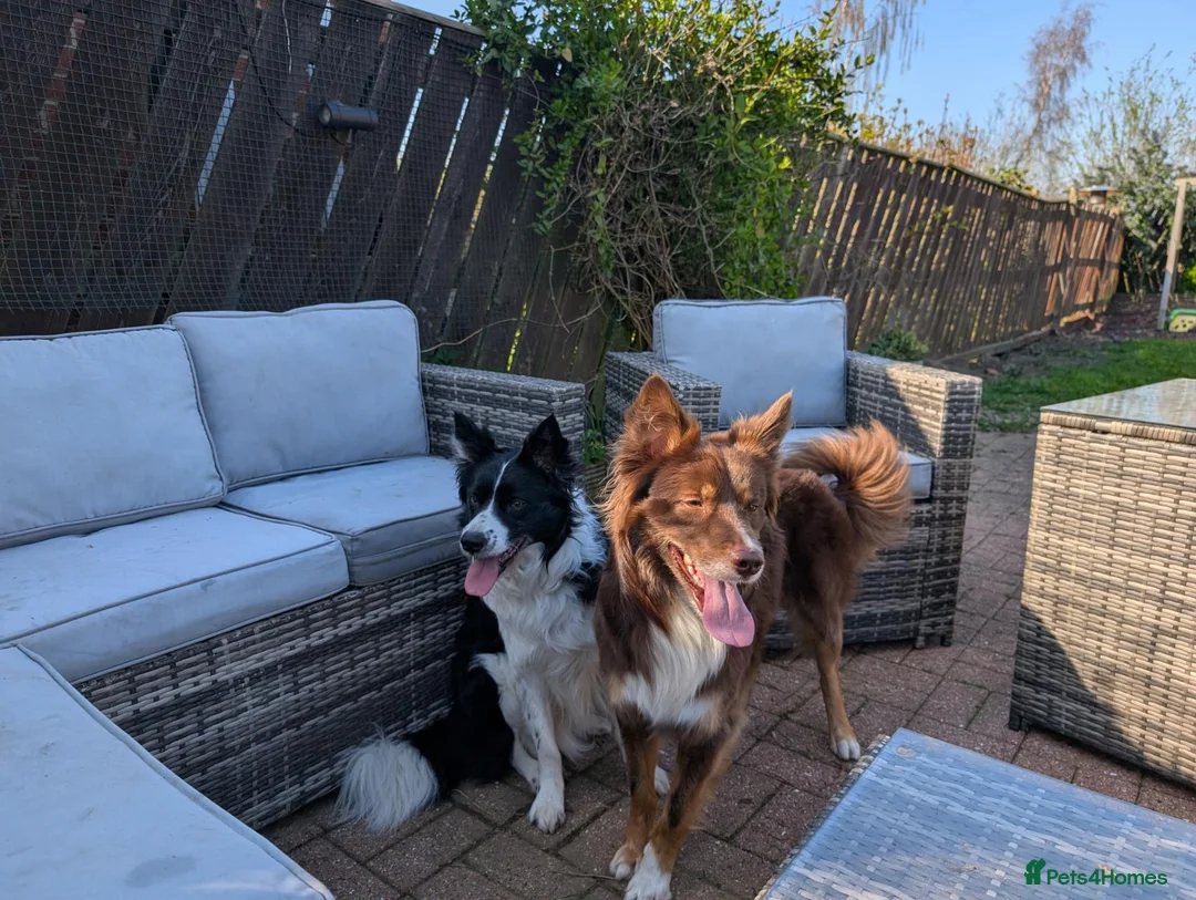 Border Collie dogs for stud: Border collie for stud  in Darlington - Advert 4