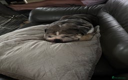 English Bulldog dogs for sale: Nellie English Bulldog  - Image 6