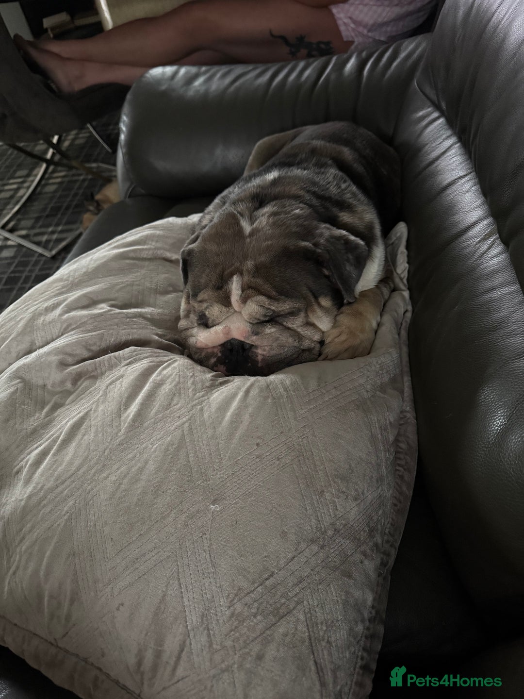 English Bulldog dogs for sale: Nellie English Bulldog  - Image 6