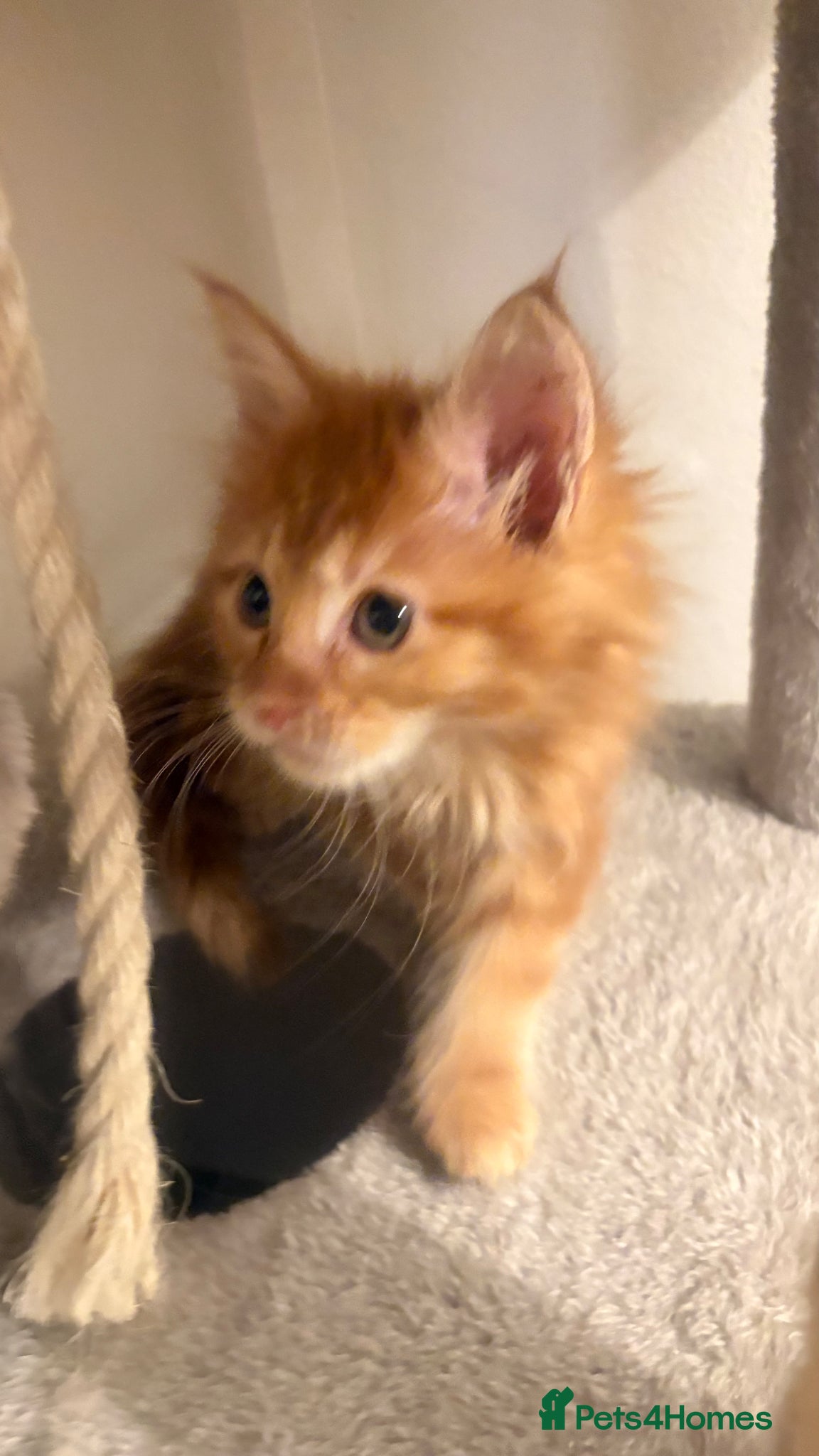Maine Coon cats Pedigree Maine coon - Advert 2