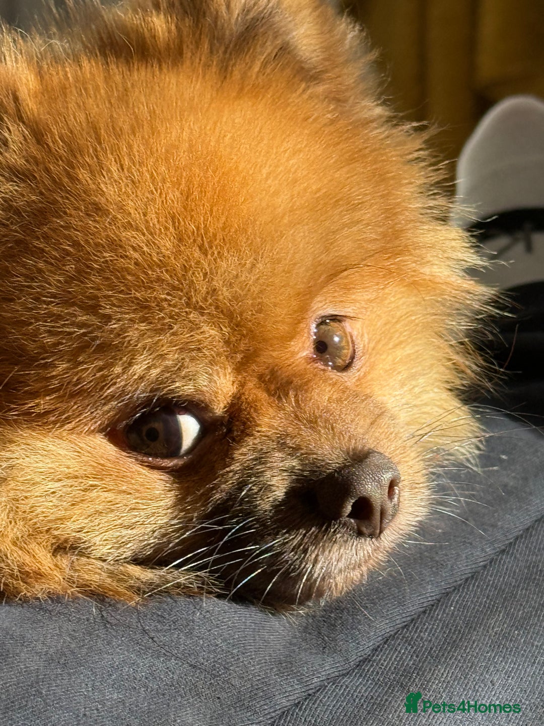 Pomeranian dogs for sale: Louis - Advert 9