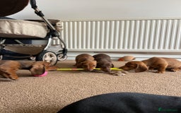 Miniature Dachshund dogs for sale: Miniature Dachshund Pups  in Banbury - Image 34
