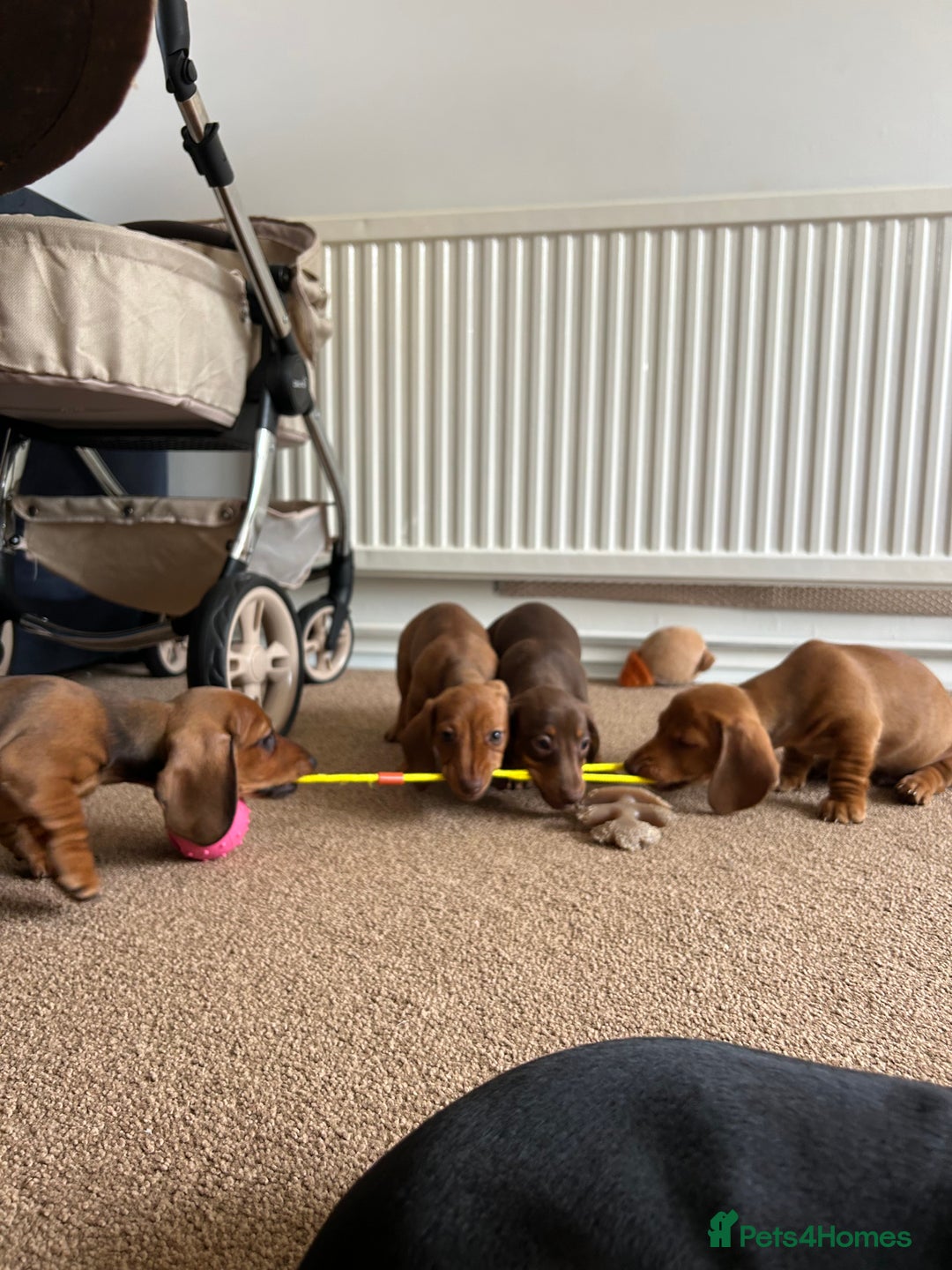 Miniature Dachshund dogs for sale: Miniature Dachshund Pups  in Banbury - Image 34