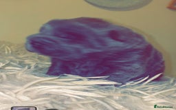 Shar Pei dogs for sale: Bear coat shar pei blue girl  - Advert 6