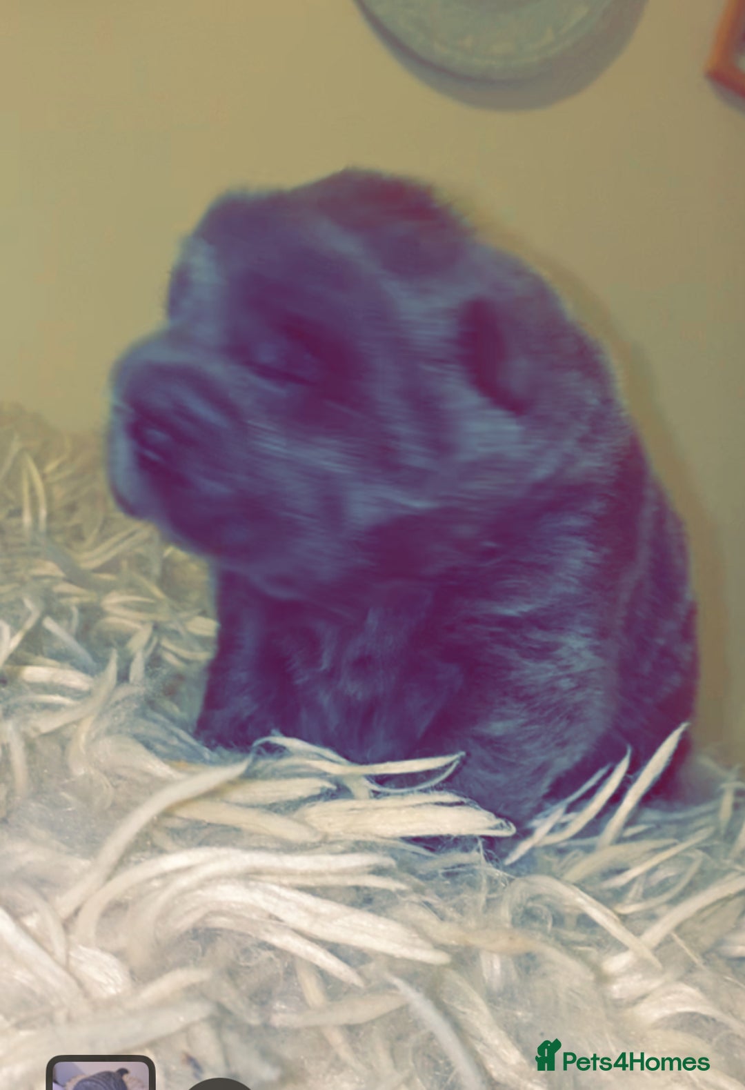 Shar Pei dogs for sale: Bear coat shar pei blue girl  - Advert 6