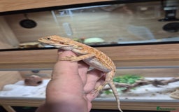 Bearded Dragon reptiles for sale: 🔥🔥🔥 BABY BEARDED DRAGONS 🔥🔥🔥 4 LEFT 🔥🔥 - Image 25