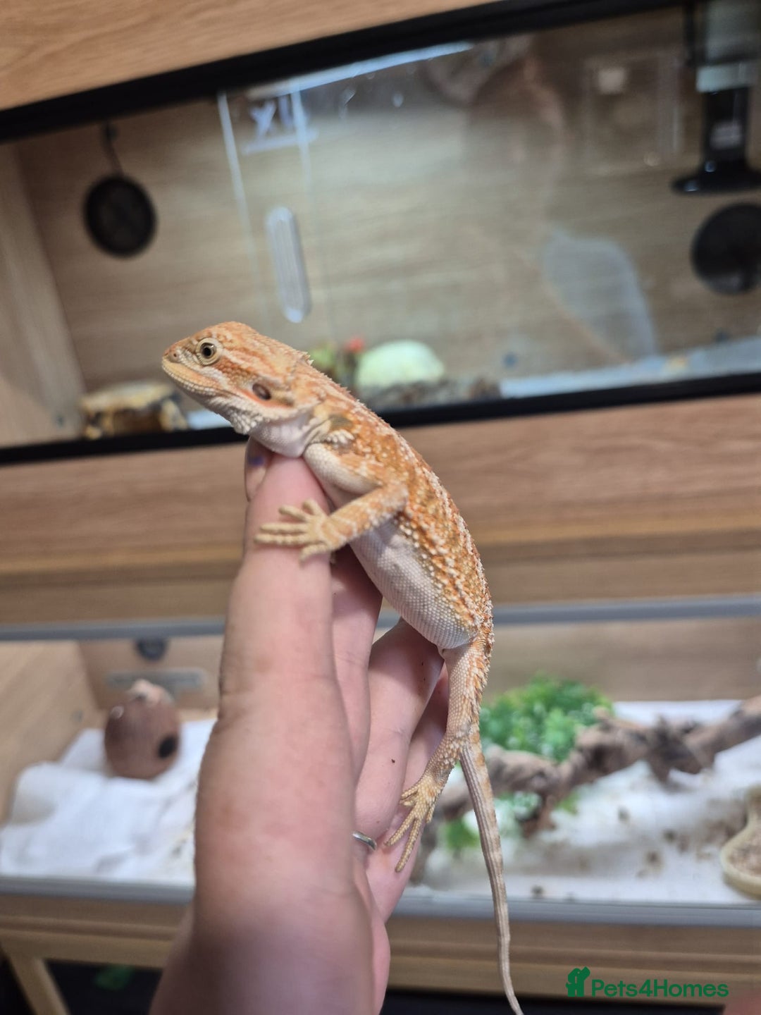 Bearded Dragon reptiles for sale: 🔥🔥🔥 BABY BEARDED DRAGONS 🔥🔥🔥 4 LEFT 🔥🔥 - Image 25