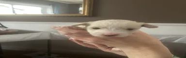 Joey (Male)