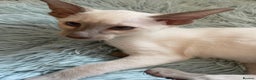 Siamese cats for sale: 2 GCCF Siamese Kittens Available - Advert 9