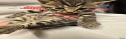 Bengal cats for sale: Rare Pedigree Zorro masked charcoal Bengal Kittens in Orpington - Advert 25