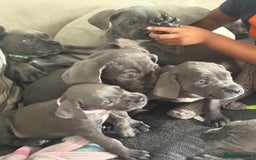 Cane Corso dogs for sale: Blue Cane Corso - Image 5
