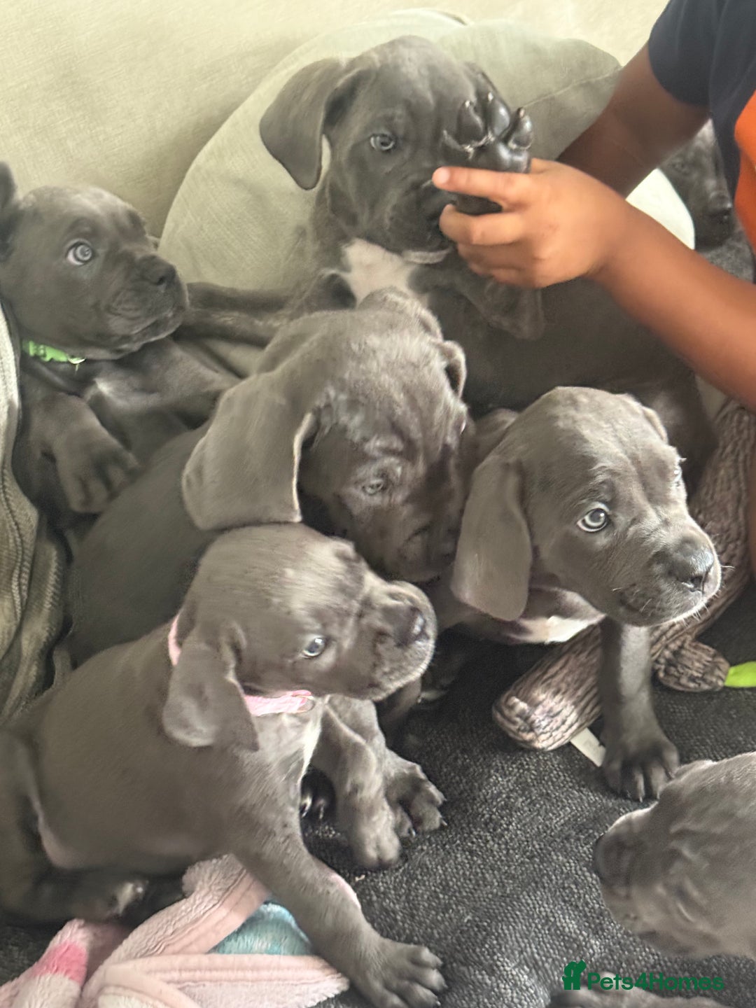 Cane Corso dogs for sale: Blue Cane Corso - Image 5