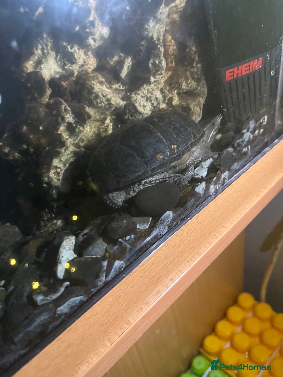 Terrapin reptiles for sale: FREE musk turtles (3) needing a new home  - Advert 8