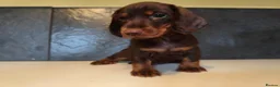 Dachshund dogs for sale: Standard dachshund puppies  - Advert 7