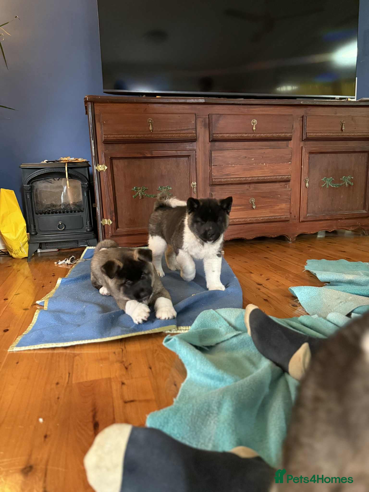 Akita dogs Adorable Pure-Bred Akita Puppies - Advert 3