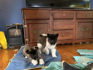 Akita dogs Adorable Pure-Bred Akita Puppies - Advert 3