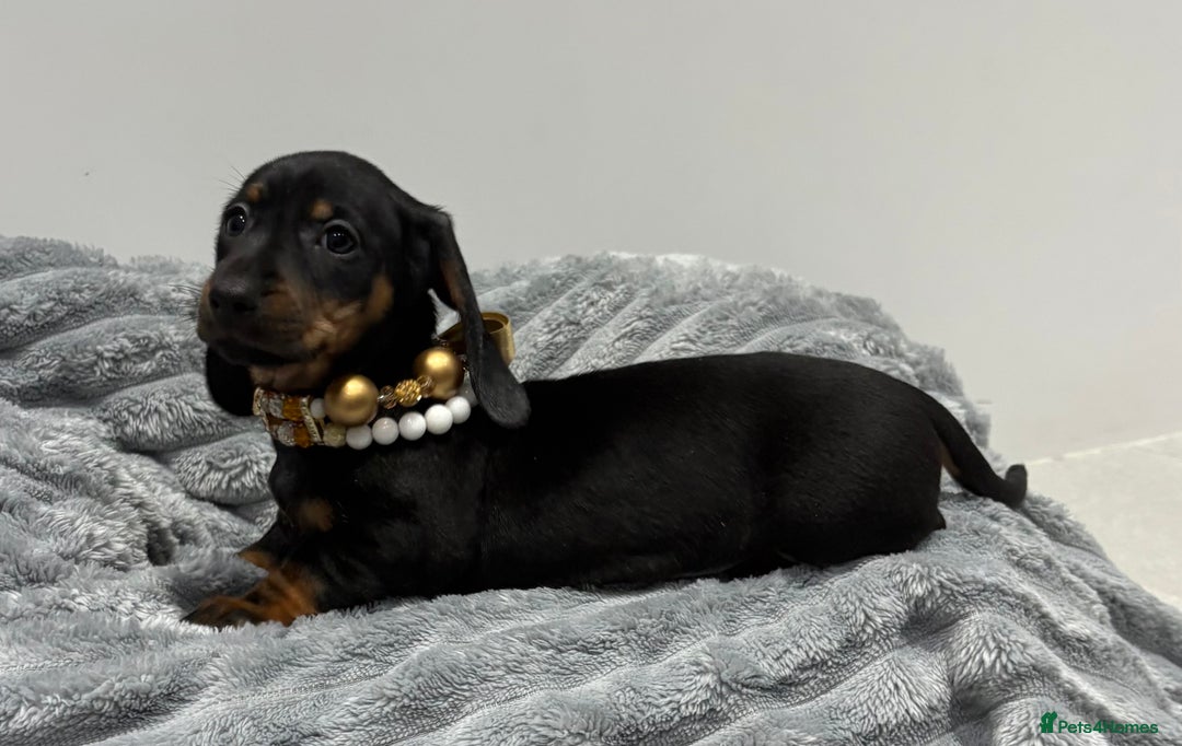 Miniature Dachshund dogs for sale: Gorgeous Miniature Dachshunds - Advert 8