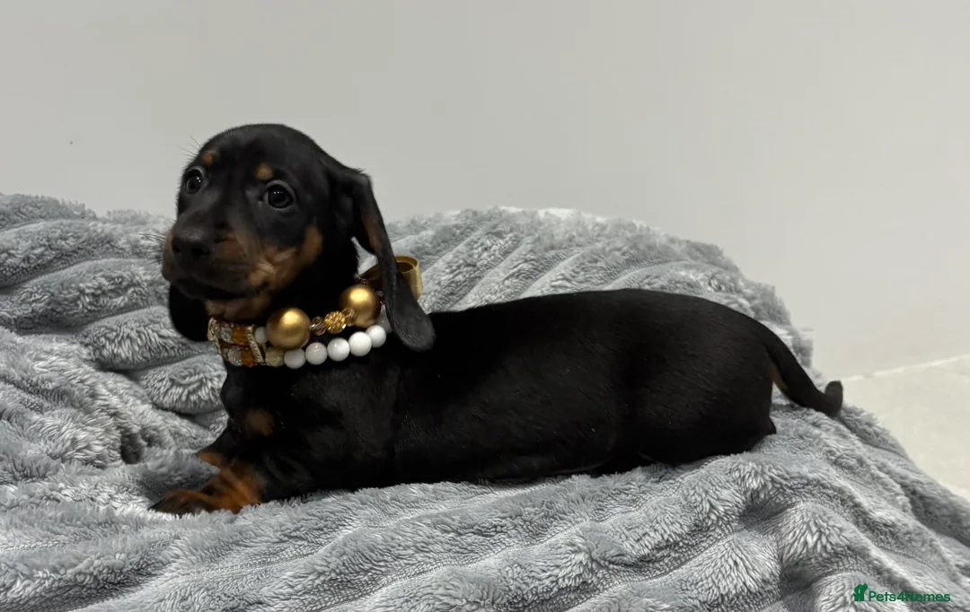 Miniature Dachshund dogs for sale: 💙One Boy ❤️One Girl Remaining Black & Tan  - Advert 2