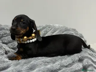 Miniature Dachshund dogs 💙One Boy ❤️One Girl Remaining Black & Tan - Advert 6