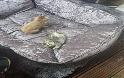British Shorthair cats for sale: Lovely British Shorthair fold kittens 😸  - Image 9