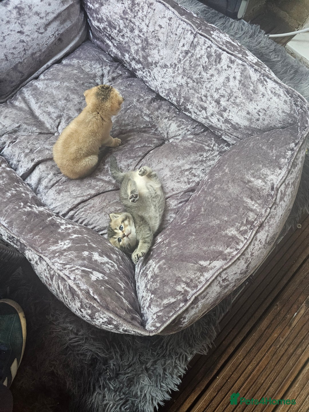 British Shorthair cats for sale: Lovely British Shorthair fold kittens 😸  - Image 9