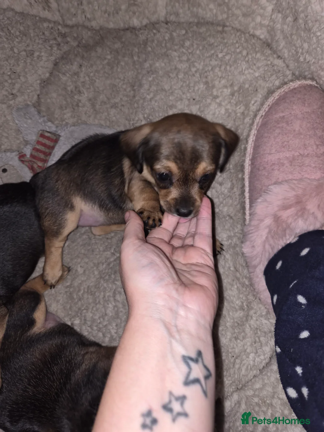 Chiweenie dogs for sale: Beautiful chiweenies  - Advert 7