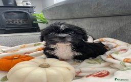 Mixed Breed dogs for sale: Maltese cross La Chon puppies  - Image 23