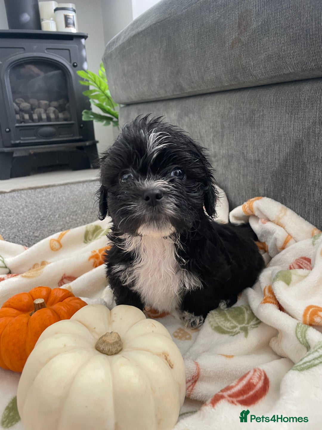 Mixed Breed dogs for sale: Maltese cross La Chon puppies  - Image 23