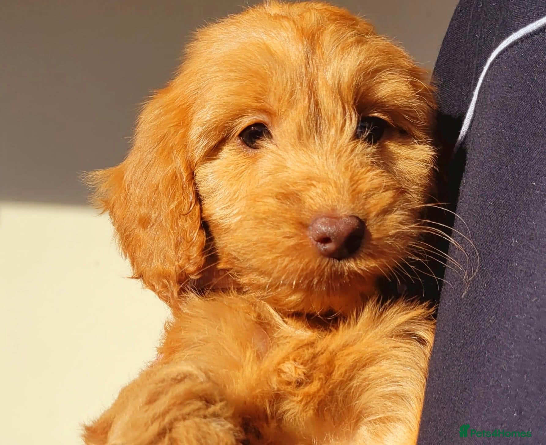 Cockapoo dogs RED SHOW COCKAPOO PRA CLEAR - Advert 2