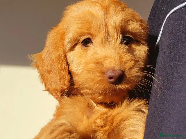 Cockapoo dogs for sale: RED SHOW COCKAPOO PRA CLEAR - Advert 2