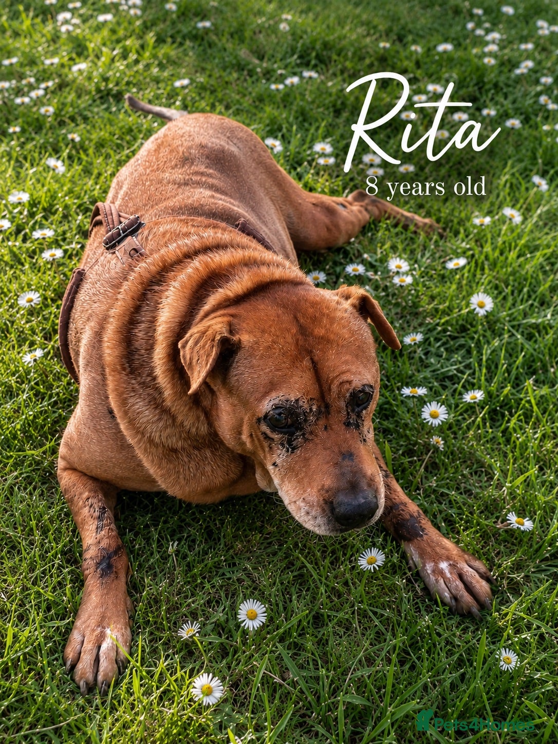 Mixed Breed dogs Rita is 8 years of Age - DOB is wrong.   💔  - Advert 17