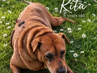 Mixed Breed dogs Rita is 8 years of Age - DOB is wrong. 💔 - Advert 1