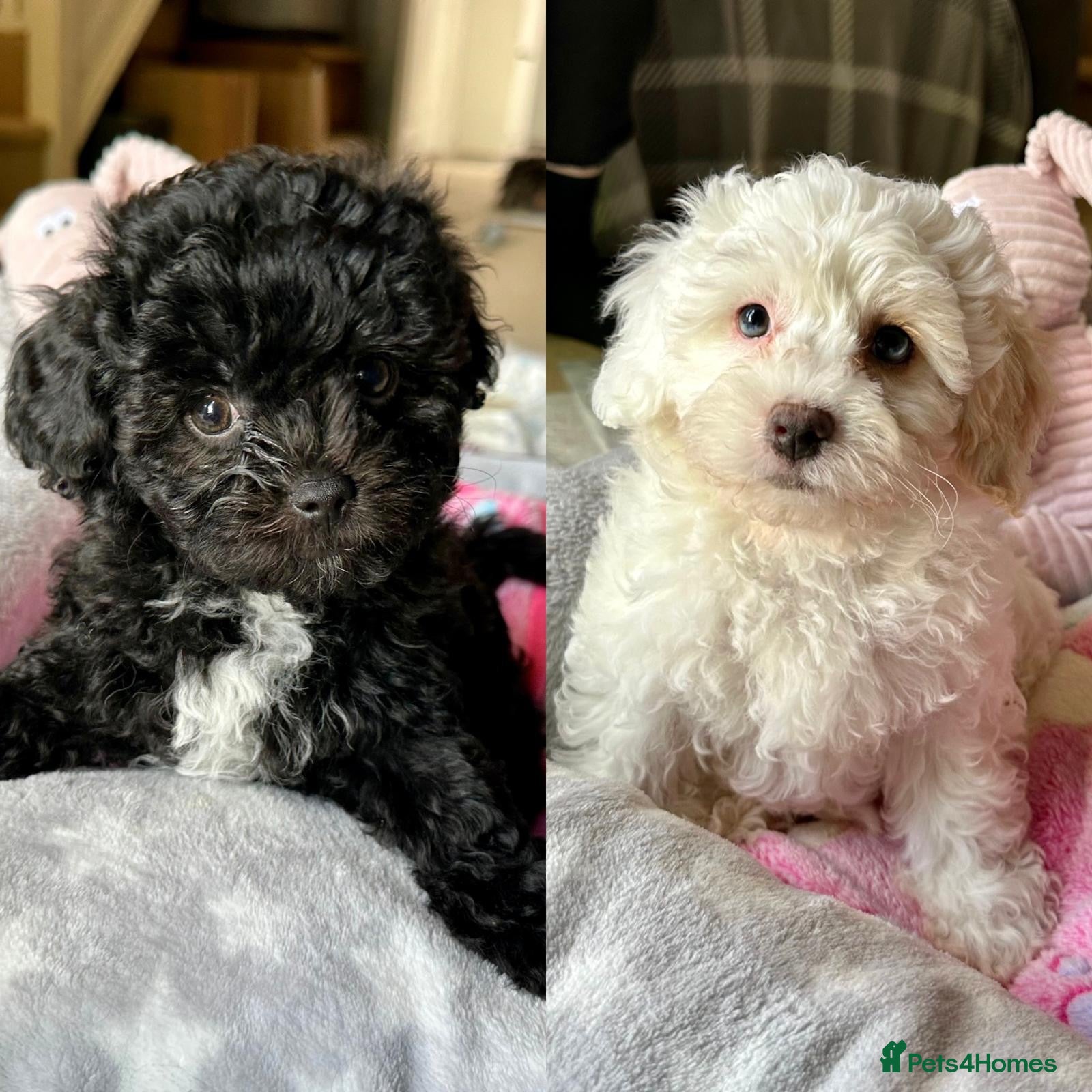 Mixed Breed dogs Ready Now - Beautiful Shihpoochon Puppies - Advert 1