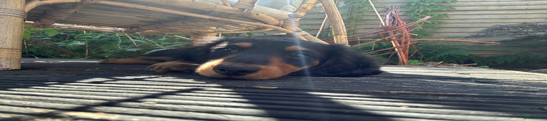 Miniature Dachshund Puppy 1