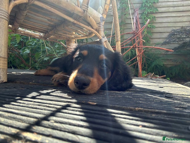 Miniature Dachshund dogs - Advert 14