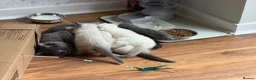 British Shorthair cats for sale: Britishshort hair Pedigree Kittens | DNA Clear  - Advert 9