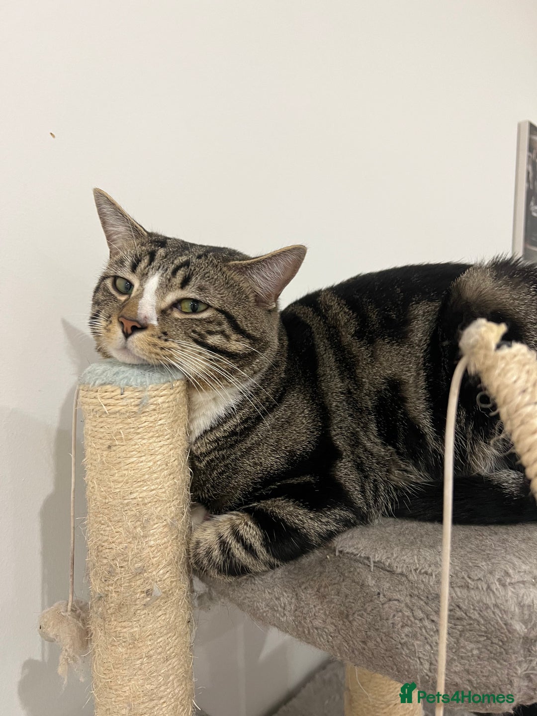British Shorthair cats for sale: Male cat for sale - Image 2
