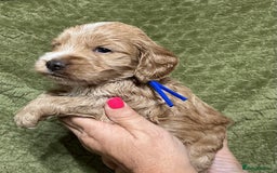 Cockapoo dogs for sale: F1 Cockapoo puppies  - Image 10