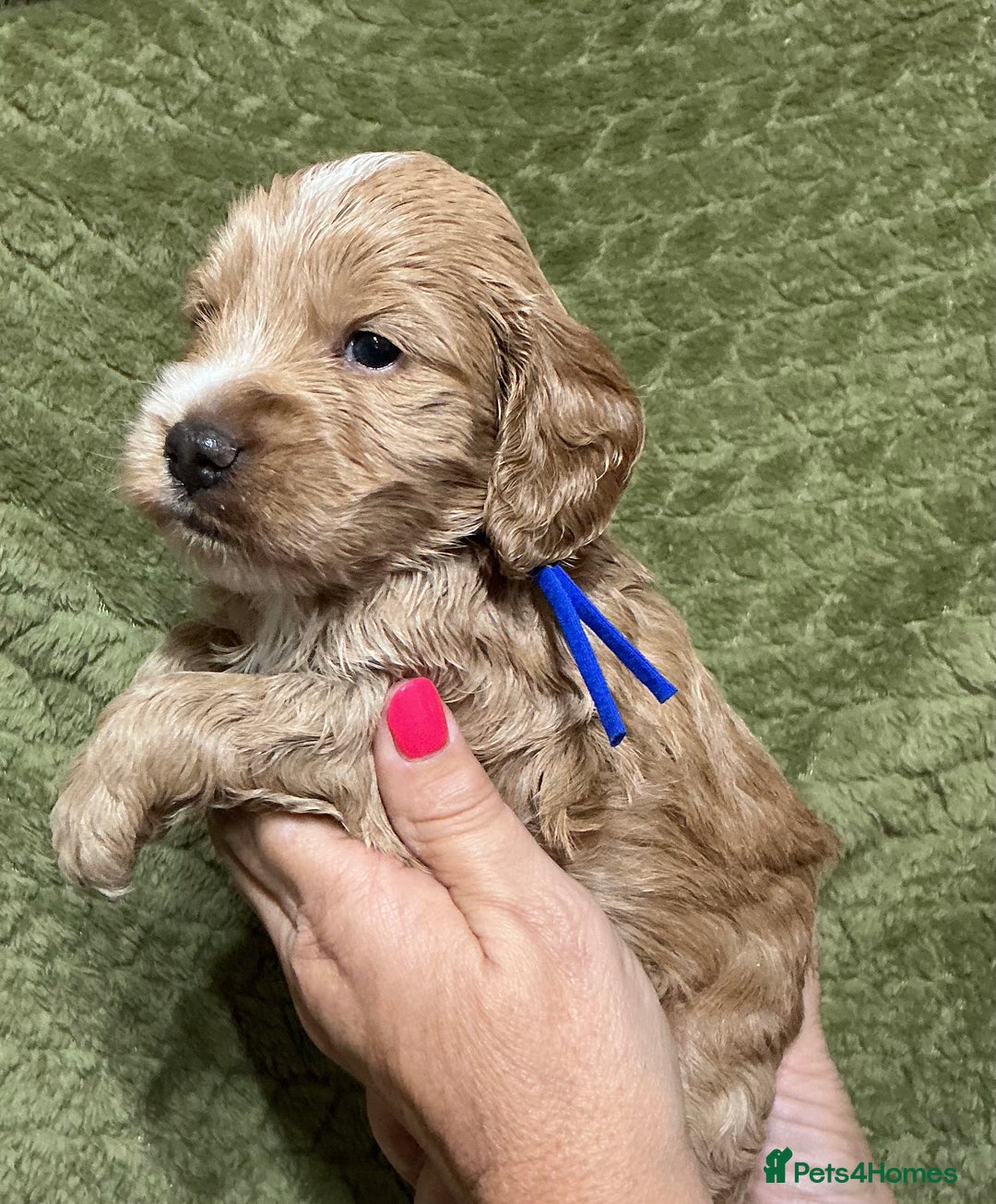 Cockapoo dogs for sale: F1 Cockapoo puppies  - Image 10