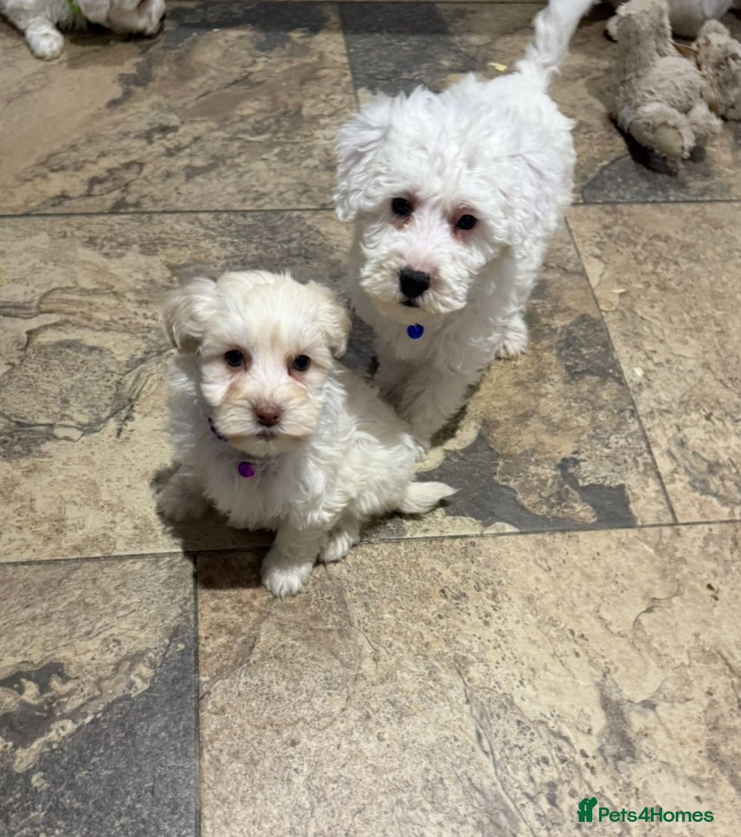 Mixed Breed dogs for sale: Toy Westiepoo Puppies - Non-Shed - Advert 6