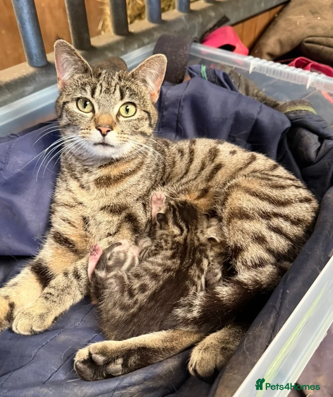 Mixed Breed cats for sale: Beautiful kittens  - Advert 4